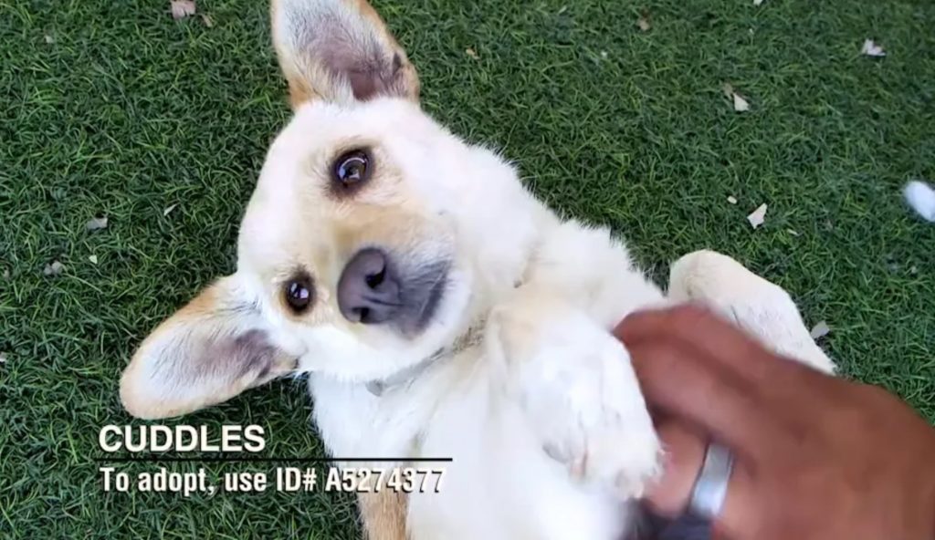 A small, white dog named Cuddles lying on grass, being petted, with adoption ID A5274977 displayed.